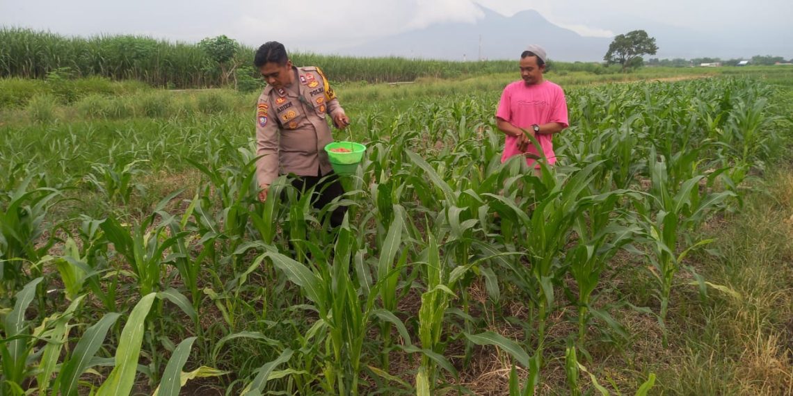 Kanit Binmas Polsek Krembung Tinjau Lahan Jagung Bersama Warga