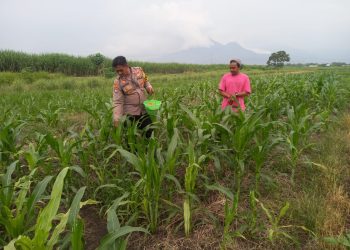 Kanit Binmas Polsek Krembung Tinjau Lahan Jagung Bersama Warga