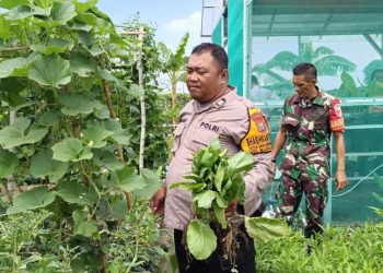Bhabinkamtibmas Banjarkemantren Panen Sayur Bersama Warga