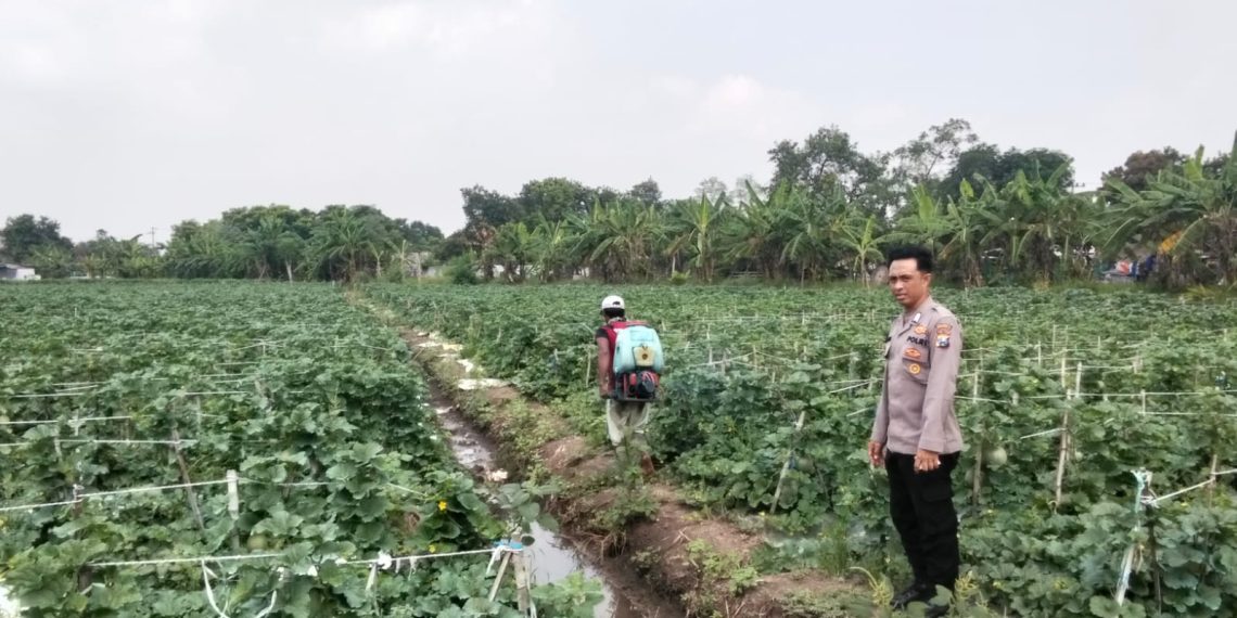 Jelang Panen, Kanit Binmas Polsek Prambon Tinjau Petani Melon