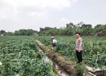 Jelang Panen, Kanit Binmas Polsek Prambon Tinjau Petani Melon