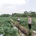 Jelang Panen, Kanit Binmas Polsek Prambon Tinjau Petani Melon