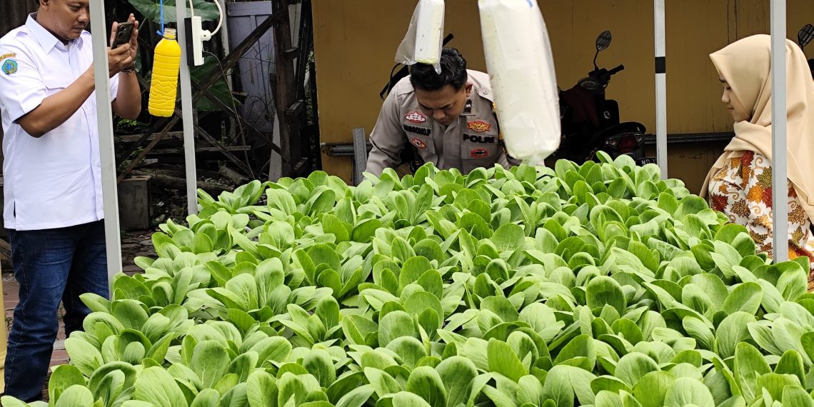Polsek Tanggulangin Dukung Ketahanan Pangan Polresta Sidoarjo Melalui Sayur Sawi Segar