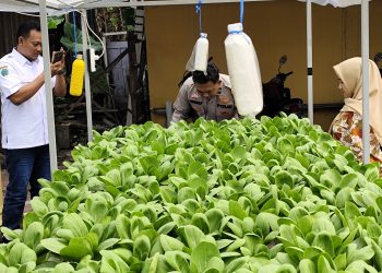 Polsek Tanggulangin Dukung Ketahanan Pangan Polresta Sidoarjo Melalui Sayur Sawi Segar