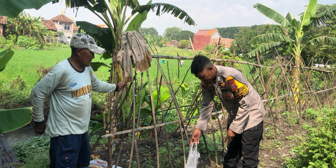 Bhabinkamtibmas Semambung Bantu Petani Wujudkan Ketahanan Pangan Polresta Sidoarjo