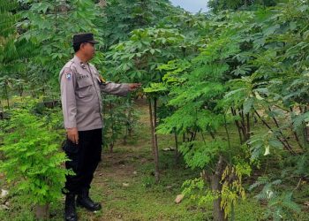 Warga Desa Ketimang Wonoayu Manfaatkan Lahan Kosong