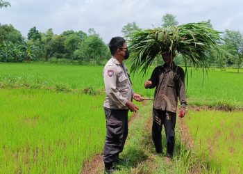 Polisi Cinta Petani Desa Wedoro di Lahan Ketahanan Pangan