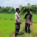 Polisi Cinta Petani Desa Wedoro di Lahan Ketahanan Pangan