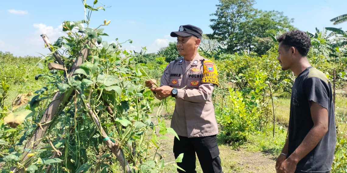 Bhabinkamtibmas Sambibulu Polsek Taman Bersama Warga Tinjau Lahan Hortikultura