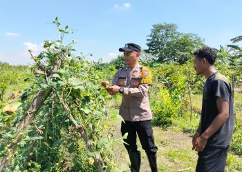 Bhabinkamtibmas Sambibulu Polsek Taman Bersama Warga Tinjau Lahan Hortikultura