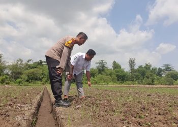 Bhabinkamtibmas Wonokalang Wonoayu Tinjau Lokasi Ketahanan Pangan Warga