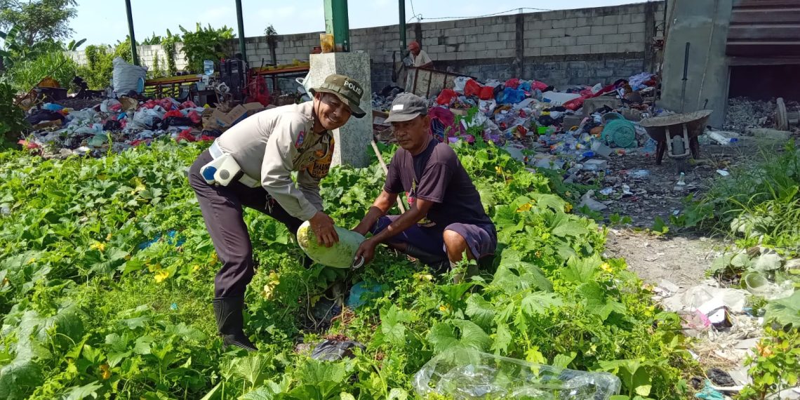 Polsek Tanggulangin Dorong Ketahanan Pangan di Pekarangan Bergizi Kalidawir