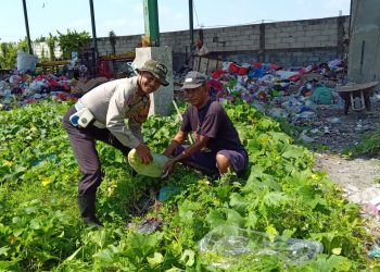 Polsek Tanggulangin Dorong Ketahanan Pangan di Pekarangan Bergizi Kalidawir