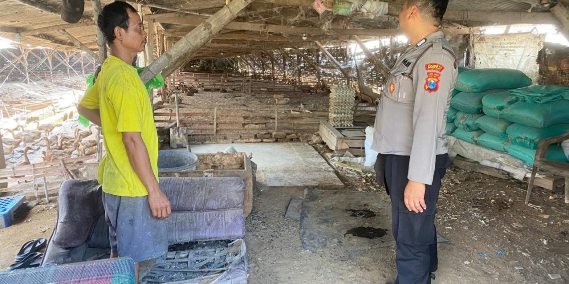Polisi Cinta Peternak Bebek Kompak Dukung Ketahanan Pangan Polresta Sidoarjo