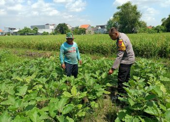 Bhabinkamtibmas Dampingi Petani Terong di Sidokepung