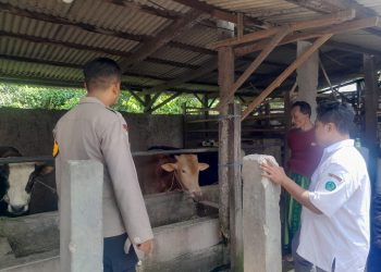 Polisi Himbau Peternak Sapi Perhatikan Kesehatan Hewan