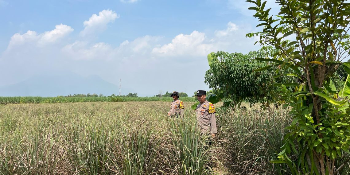 Polsek Krembung Dukung Ketahanan Pangan Lewat Pendampingan Tanaman Serai di Desa Wonomlati