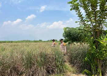 Polsek Krembung Dukung Ketahanan Pangan Lewat Pendampingan Tanaman Serai di Desa Wonomlati