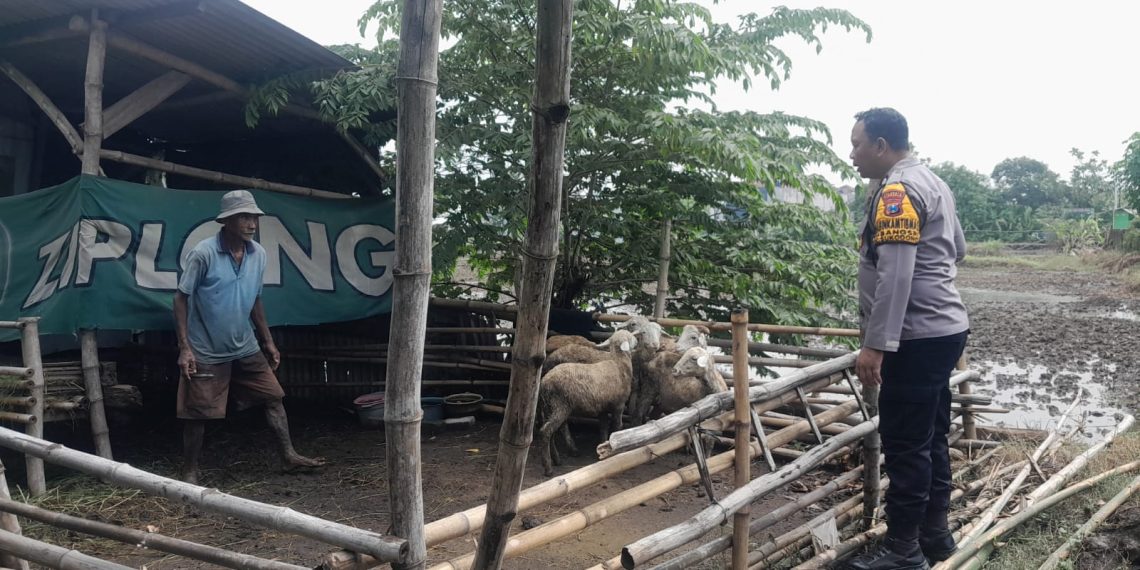 Bhabinkamtibmas Bangsri Cek Ketahanan Pangan dan Edukasi Perawatan Ternak Kambing