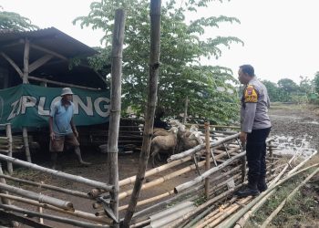 Bhabinkamtibmas Bangsri Cek Ketahanan Pangan dan Edukasi Perawatan Ternak Kambing