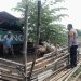 Bhabinkamtibmas Bangsri Cek Ketahanan Pangan dan Edukasi Perawatan Ternak Kambing