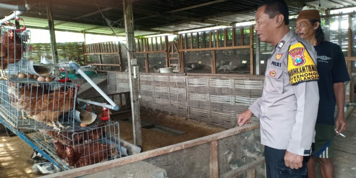 Bhabinkamtibmas Kenongo Ajak Peternak Ayam Jaga Kebersihan Kandang