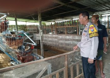 Bhabinkamtibmas Kenongo Ajak Peternak Ayam Jaga Kebersihan Kandang
