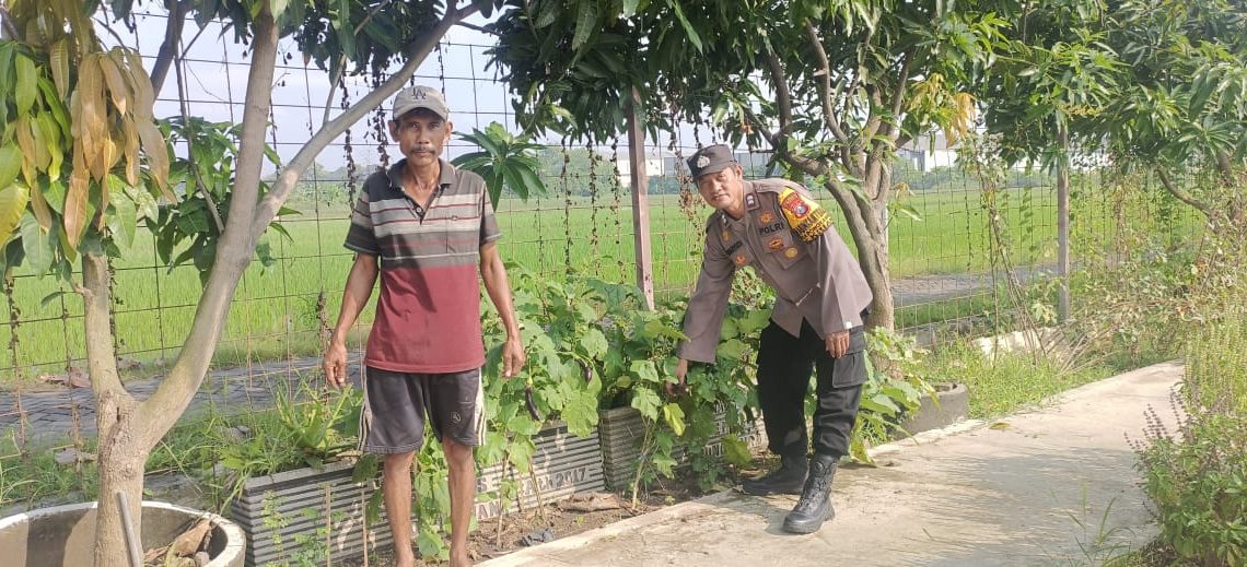 Polsek Krian Laksanakan Pemeliharaan Perkebunan Terong Wujudkan Ketahanan Pangan Desa Ponokawan