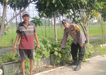 Polsek Krian Laksanakan Pemeliharaan Perkebunan Terong Wujudkan Ketahanan Pangan Desa Ponokawan