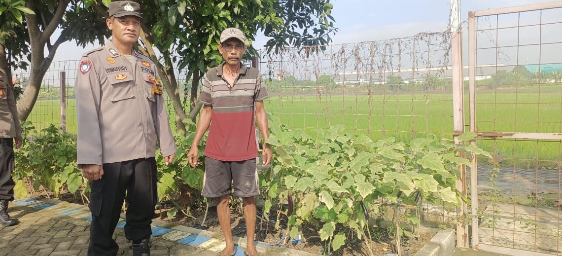 Bhabinkamtibmas Desa Ponokawan Rawat Kebun Terong