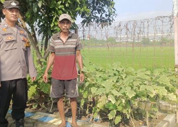 Bhabinkamtibmas Desa Ponokawan Rawat Kebun Terong