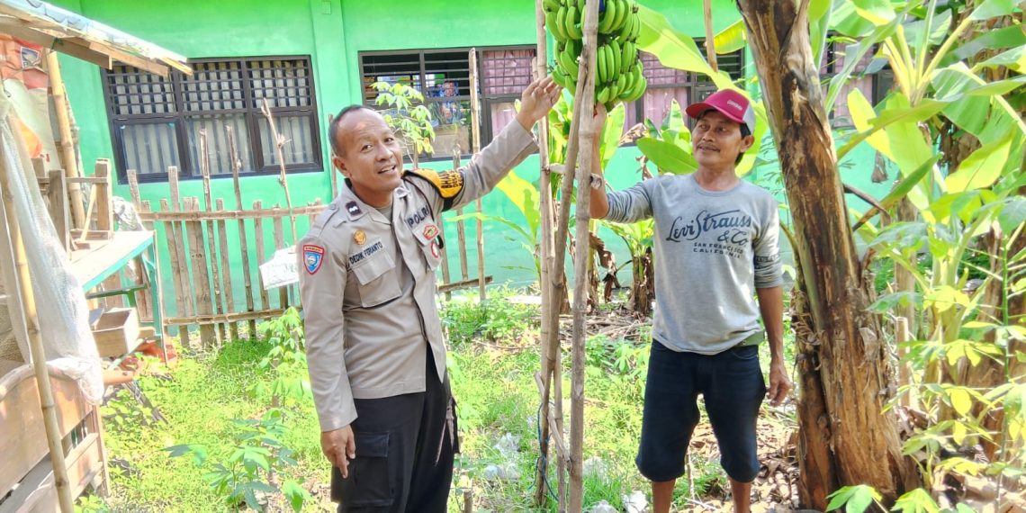 Bhabinkamtibmas Desa Simpang Prambon Kontrol Lahan Bergizi Warga