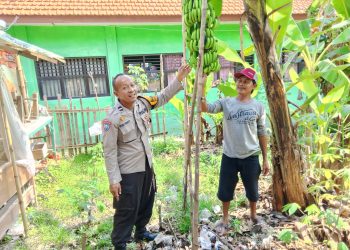Bhabinkamtibmas Desa Simpang Prambon Kontrol Lahan Bergizi Warga