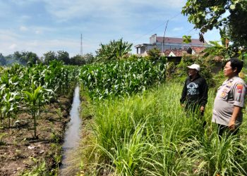 Kanit Binmas Polsek Prambon dan Warga Cek Perkembangan Ketahanan Pangan Tanaman Serai dan Jagung