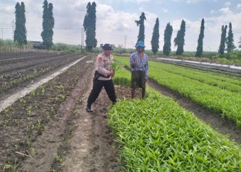 Bhabinkamtibmas Polsek Krian Rawat Kebun Kangkung Warga