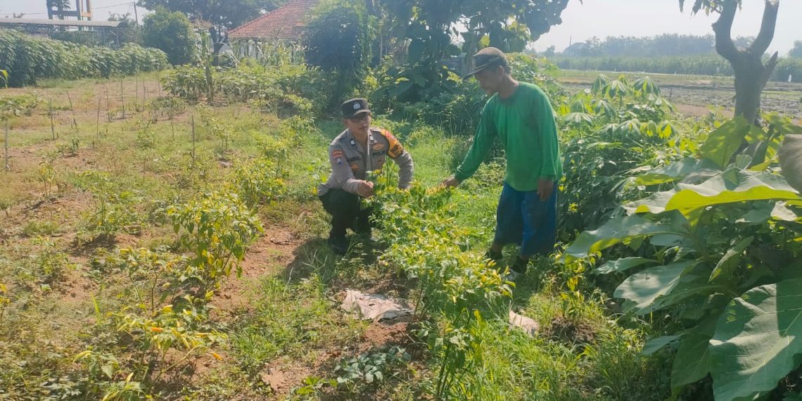 Bhabinkamtibmas Desa Tanjegwagir Dampingi Petani Lombok