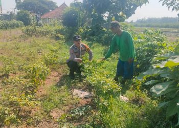 Bhabinkamtibmas Desa Tanjegwagir Dampingi Petani Lombok
