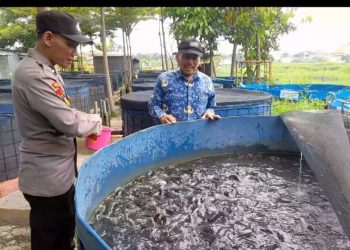 Sinergi Bhabinkamtibmas Polresta Sidoarjo dan Warga Desa Trosobo, Cek Budidaya Ikan Lele