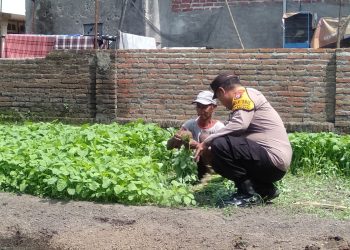 Bhabinkamtibmas Desa Pangkemiri Polsek Tulangan Apresiasi Lahan Ketahanan Pangan Bergizi