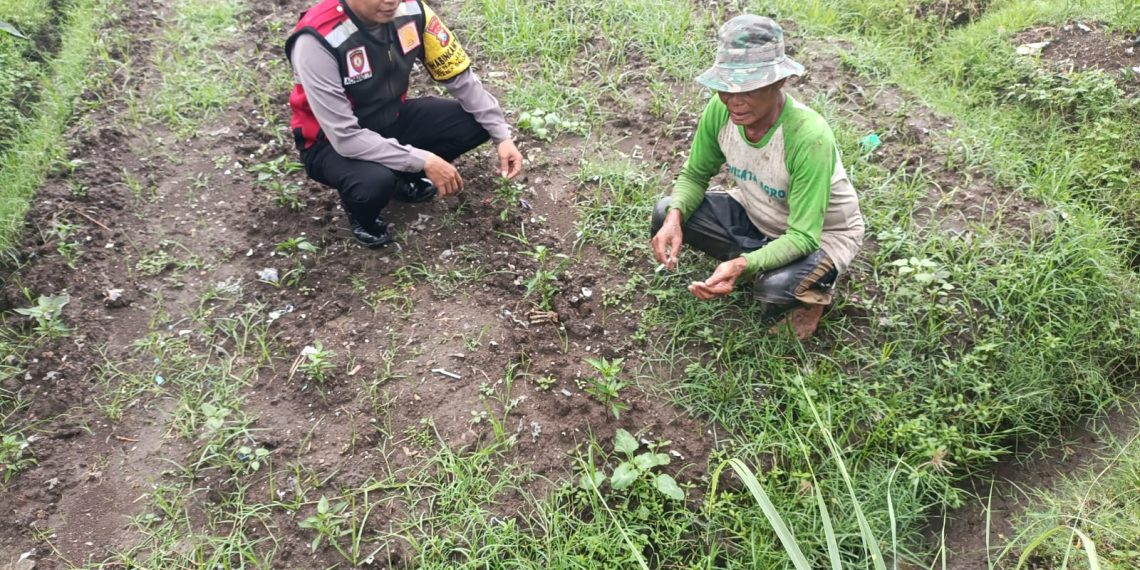 Polsek Balongbendo Dukung Ketahanan Pangan Bergizi Lewat Pemanfaatan Pekarangan Tidur di Desa Jabaran