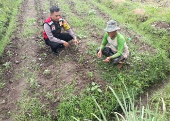 Polsek Balongbendo Dukung Ketahanan Pangan Bergizi Lewat Pemanfaatan Pekarangan Tidur di Desa Jabaran
