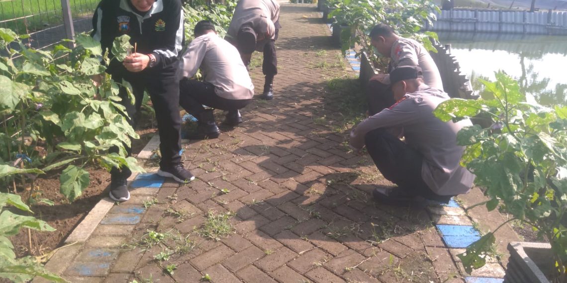 Polsek Krian Rutin Laksanakan Pemeliharaan Program Ketahanan Pangan di Desa Ponokawan