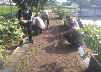 Polsek Krian Rutin Laksanakan Pemeliharaan Program Ketahanan Pangan di Desa Ponokawan