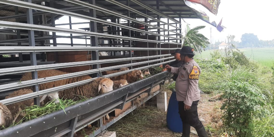 Bhabinkamtibmas Polsek Krian Dampingi Peternak Kambing, Dukung Ketahanan Pangan Desa Sidomojo