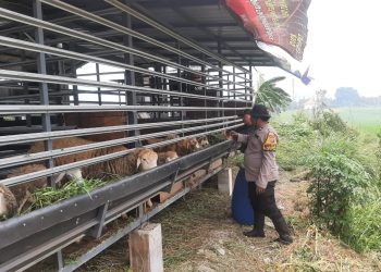 Bhabinkamtibmas Polsek Krian Dampingi Peternak Kambing, Dukung Ketahanan Pangan Desa Sidomojo