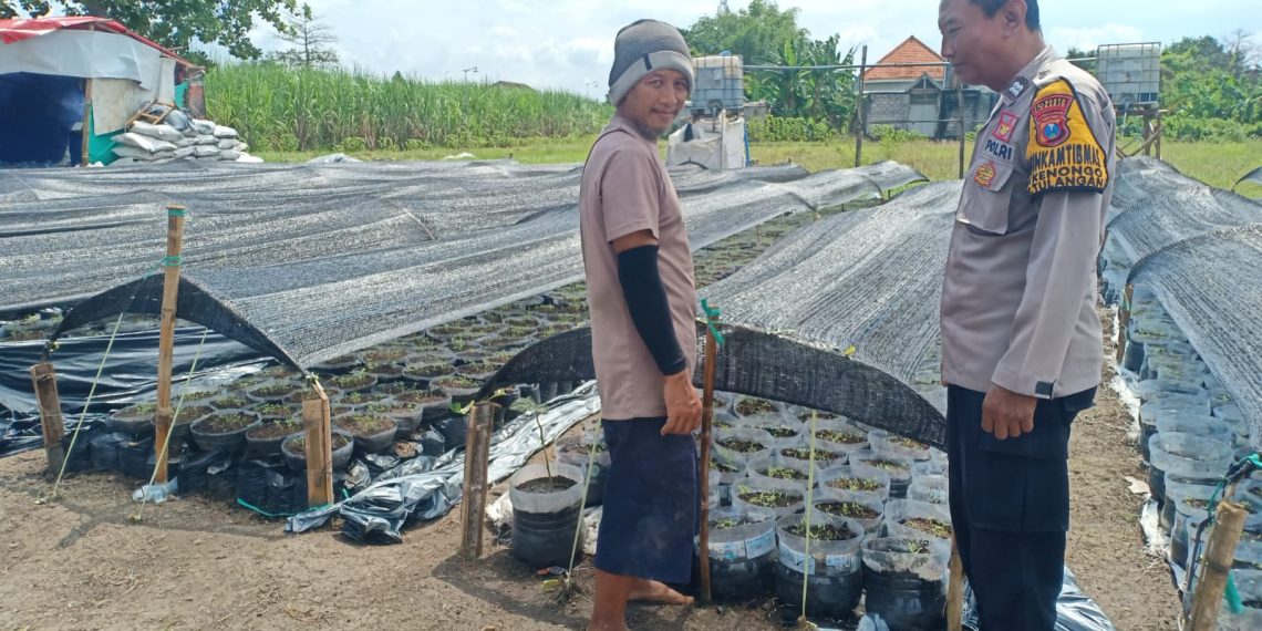 Bhabinkamtibmas Kenongo Dampingi Petani Dalam Pemasangan Mulsa di Lahan Cabai