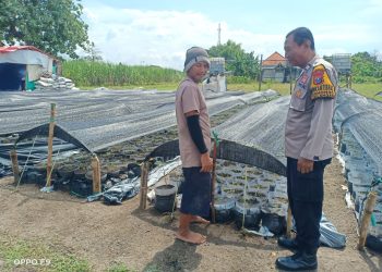 Bhabinkamtibmas Kenongo Dampingi Petani Dalam Pemasangan Mulsa di Lahan Cabai