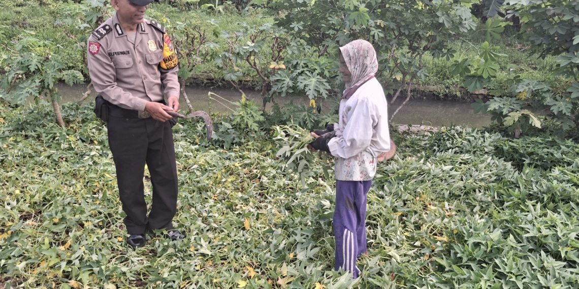 Bhabinkamtibmas Karangpuri Polsek Wonoayu Ajak Warga Rawat Tanaman Singkong