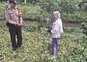 Bhabinkamtibmas Karangpuri Polsek Wonoayu Ajak Warga Rawat Tanaman Singkong