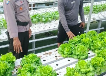 Bhabinkamtibmas Desa Seketi Sambangi Lahan Ketahanan Pangan, Tanaman Sayur Tumbuh Optimal